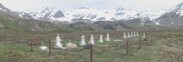 Stromness cemetery with elephant seals